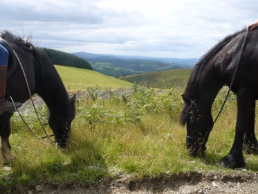 View from Babel Shelter in Crychan Forest