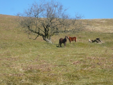 Wild Ponies