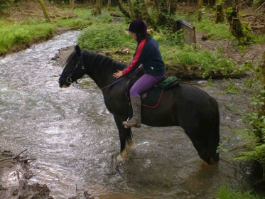 Treacle enjoying a paddle.